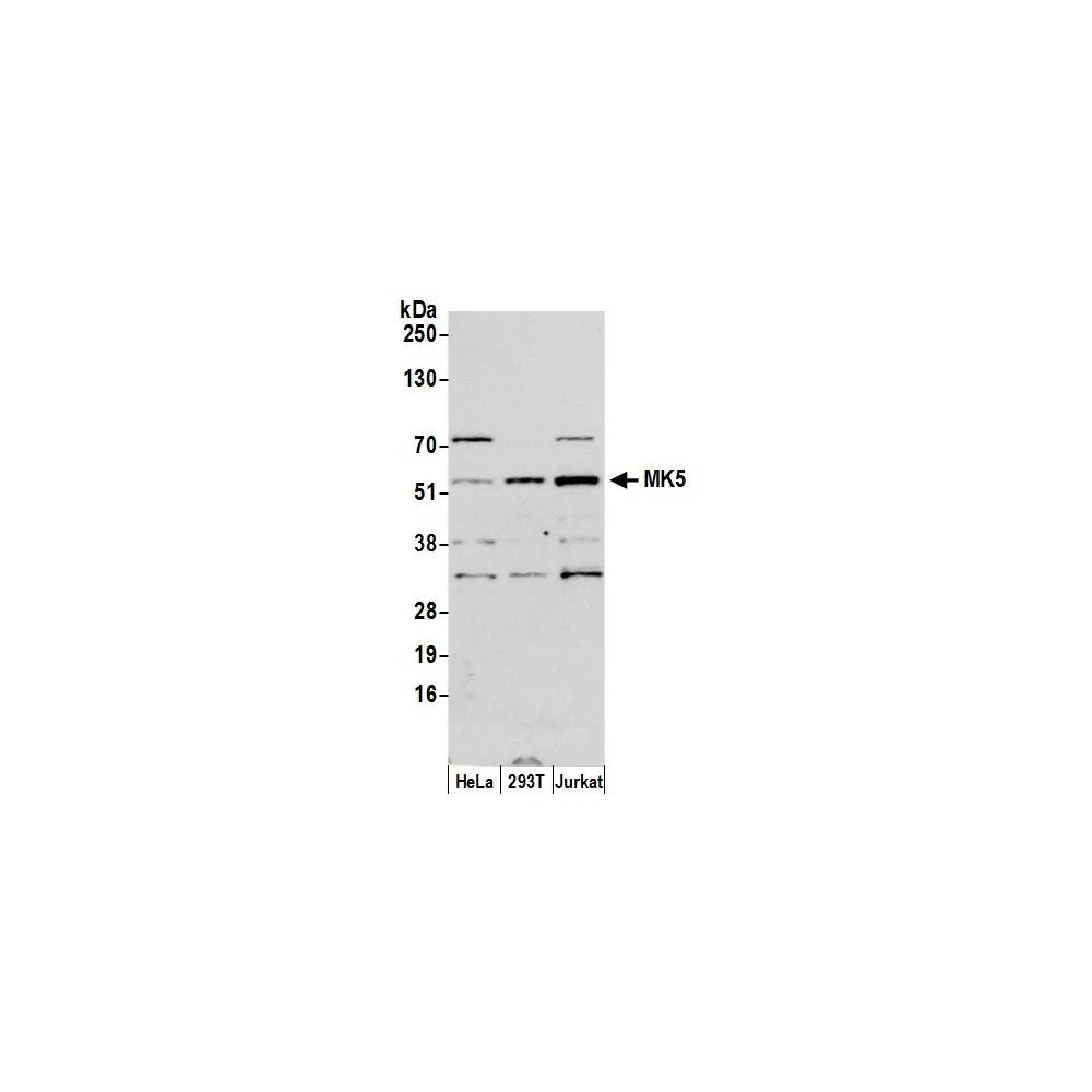 Rabbit anti-MK5 Antibody, Affinity Purified