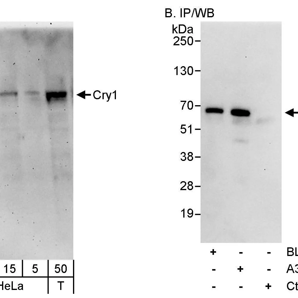 Rabbit anti-Cry1 Antibody, Affinity Purified
