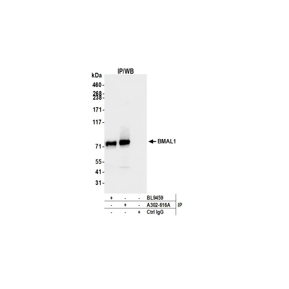 Rabbit anti-BMAL1 Antibody, Affinity Purified