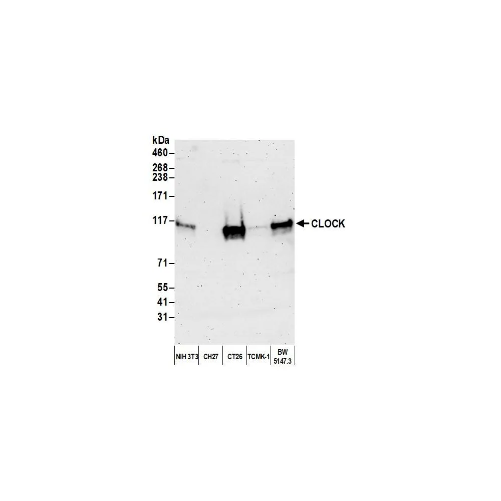 Rabbit anti-CLOCK Antibody, Affinity Purified