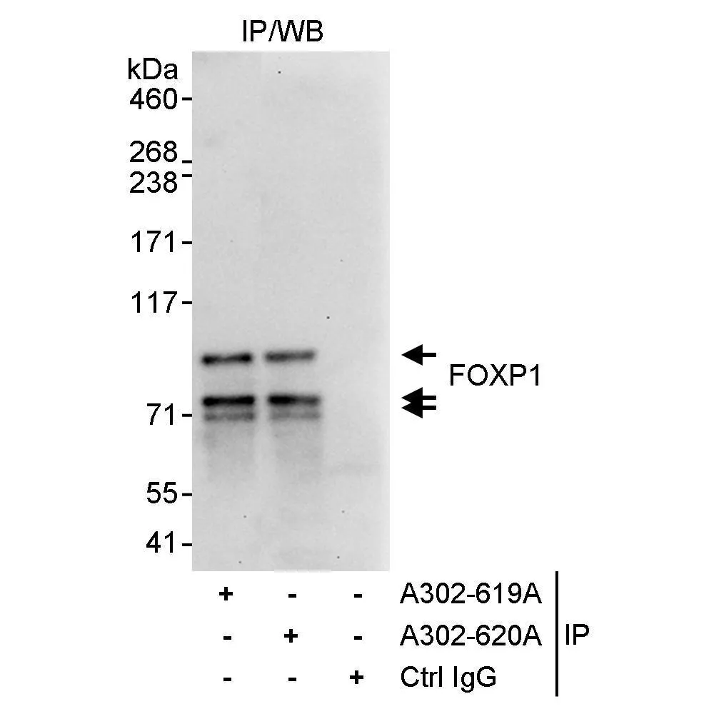 Rabbit anti-FOXP1 Antibody, Affinity Purified
