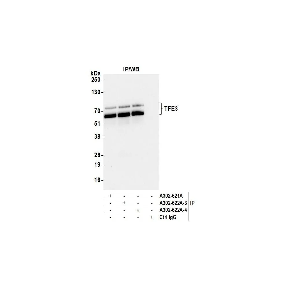 Rabbit anti-TFE3 Antibody, Affinity Purified