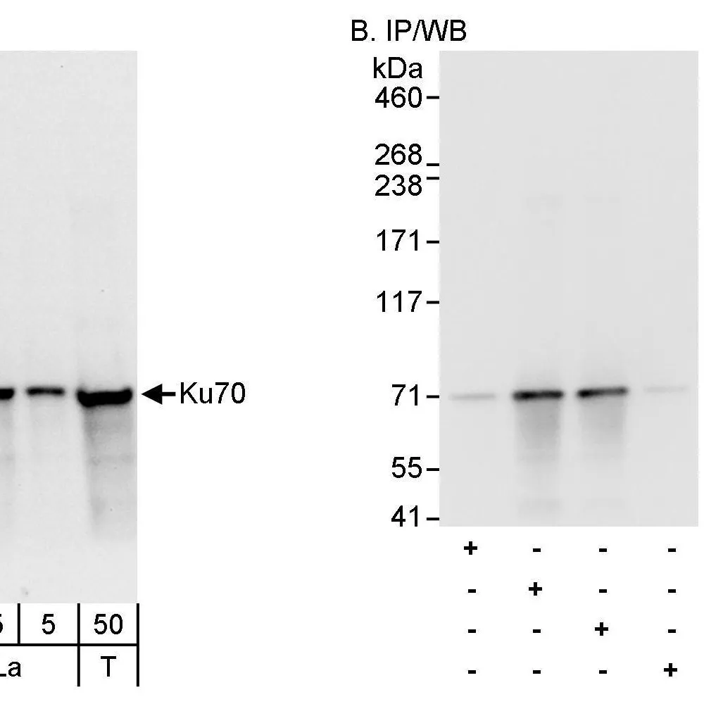 Rabbit anti-Ku70 Antibody, Affinity Purified