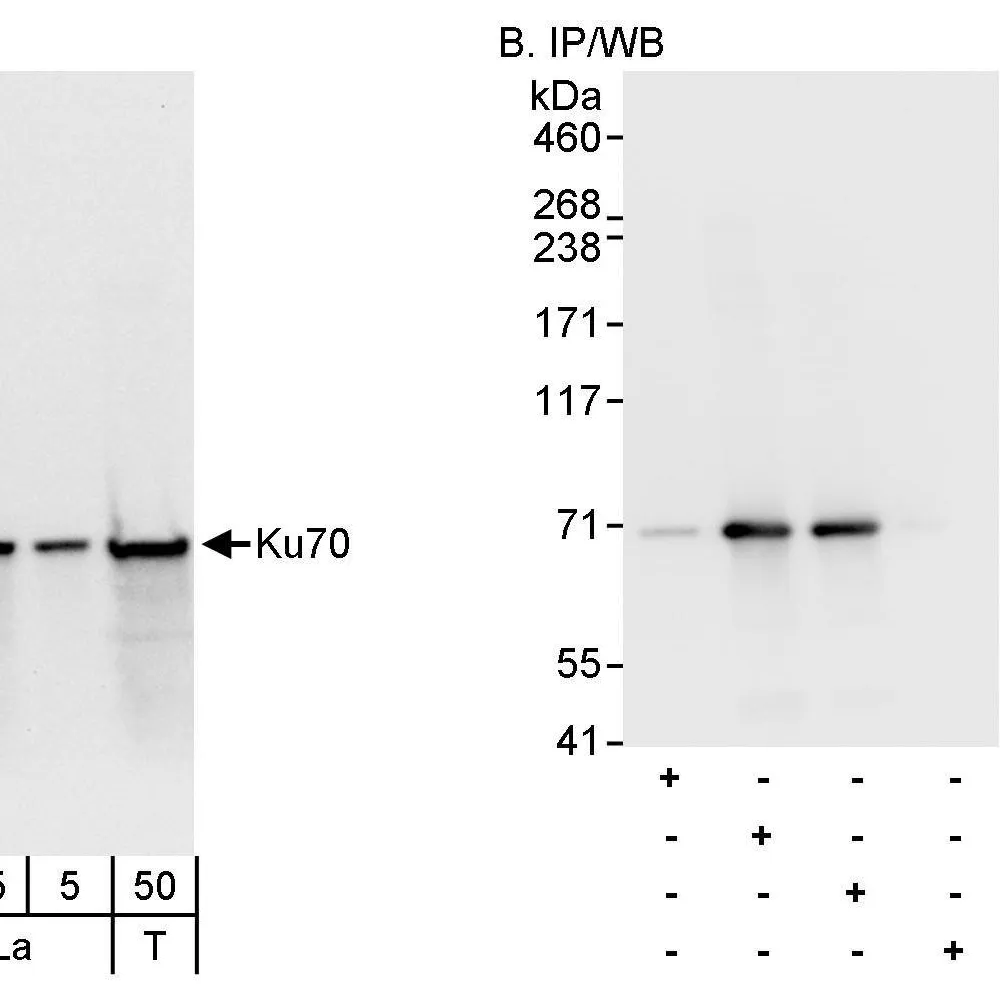 Rabbit anti-Ku70 Antibody, Affinity Purified