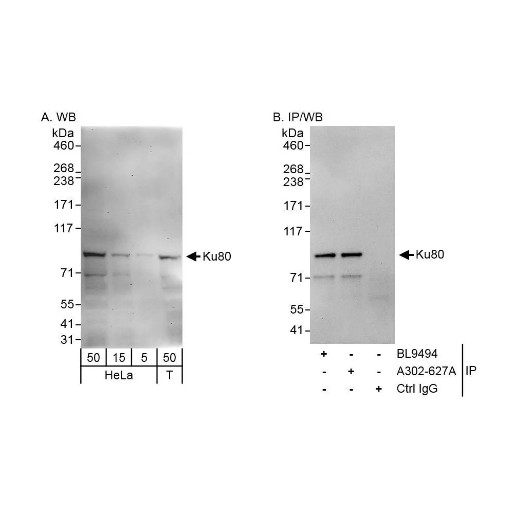 Rabbit anti-Ku80 Antibody, Affinity Purified