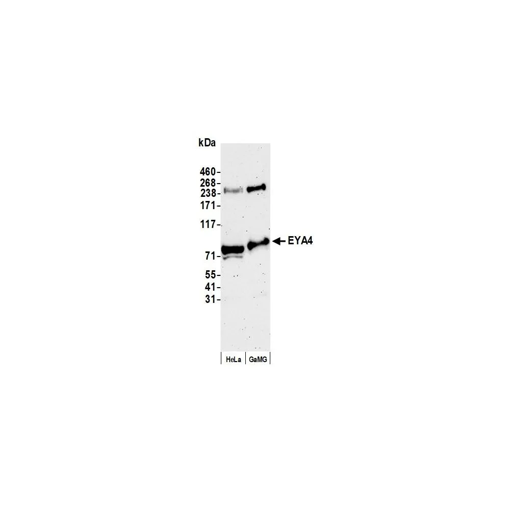Rabbit anti-EYA4 Antibody, Affinity Purified