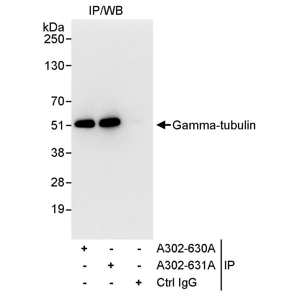 Rabbit anti-Gamma-Tubulin Antibody, Affinity Purified