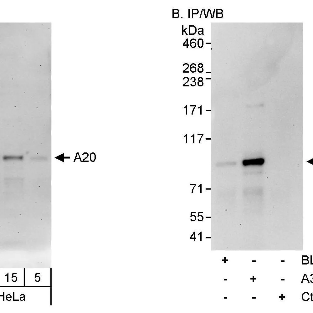 Rabbit anti-A20 Antibody, Affinity Purified