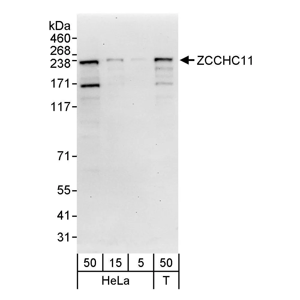 Rabbit anti-ZCCHC11 Antibody, Affinity Purified