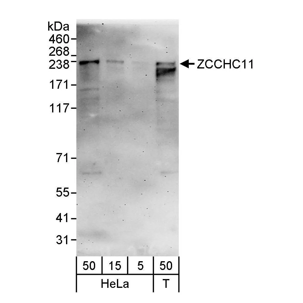 Rabbit anti-ZCCHC11 Antibody, Affinity Purified