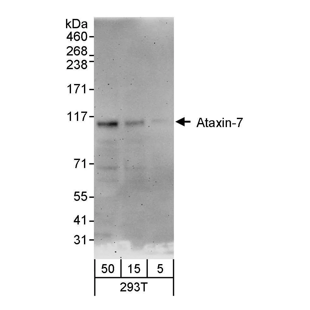 Rabbit anti-Ataxin-7 Antibody, Affinity Purified