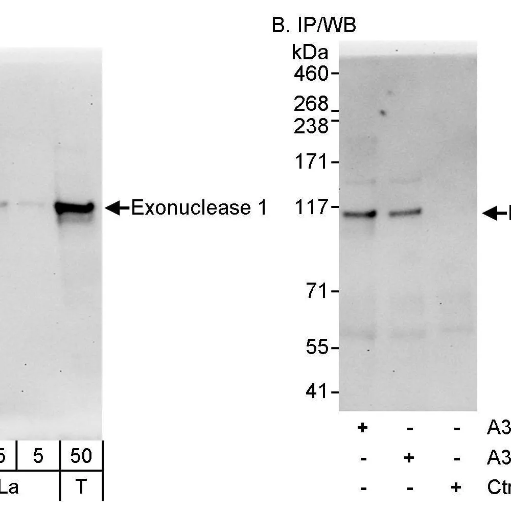 Rabbit anti-Exonuclease 1 Antibody, Affinity Purified