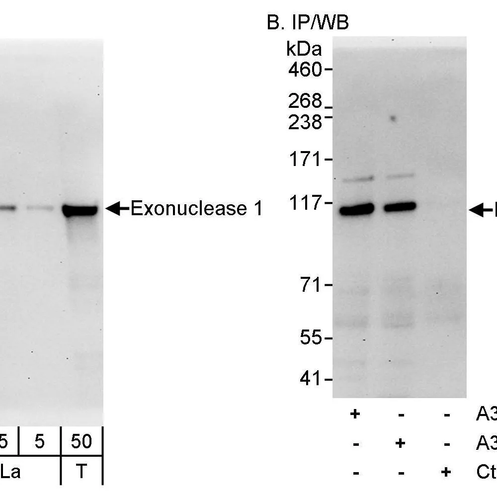 Rabbit anti-Exonuclease 1 Antibody, Affinity Purified