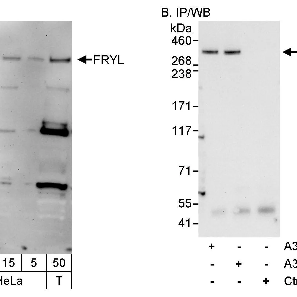 Rabbit anti-FRYL Antibody, Affinity Purified