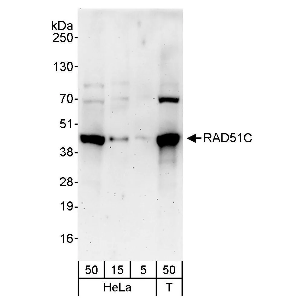 Rabbit anti-RAD51C Antibody, Affinity Purified
