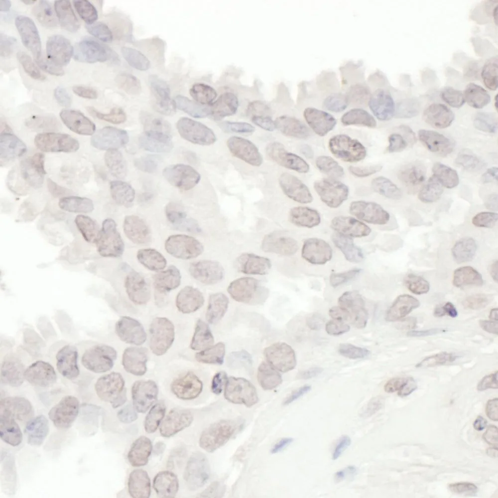 Rabbit anti-SPIN90 Antibody, Affinity Purified