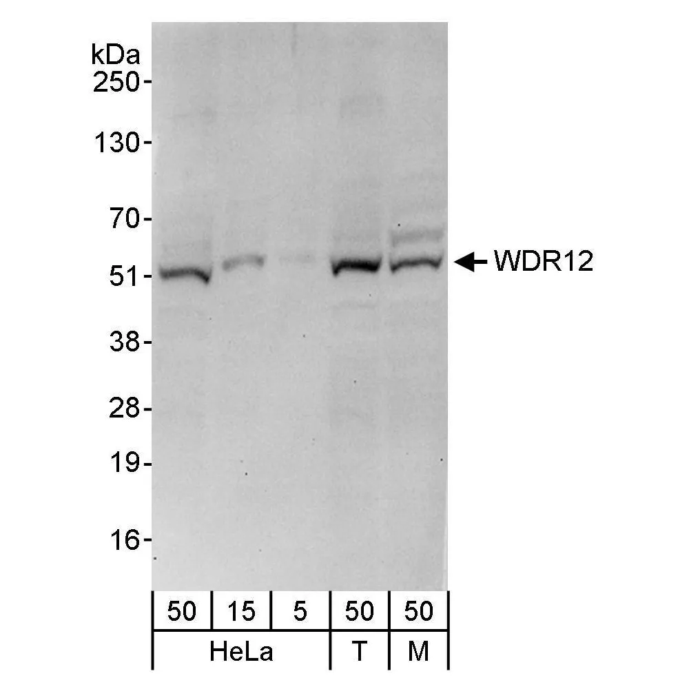 Rabbit anti-WDR12 Antibody, Affinity Purified