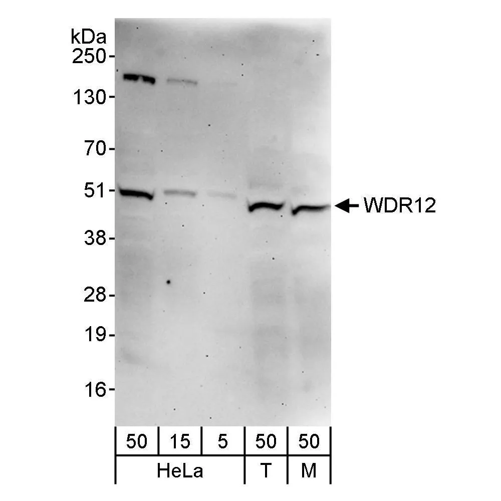 Rabbit anti-WDR12 Antibody, Affinity Purified