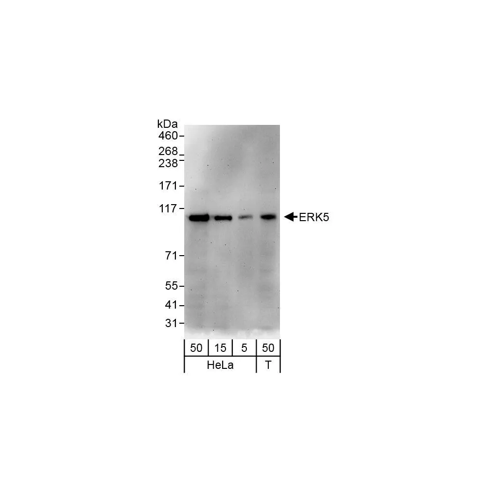Rabbit anti-ERK5 Antibody, Affinity Purified