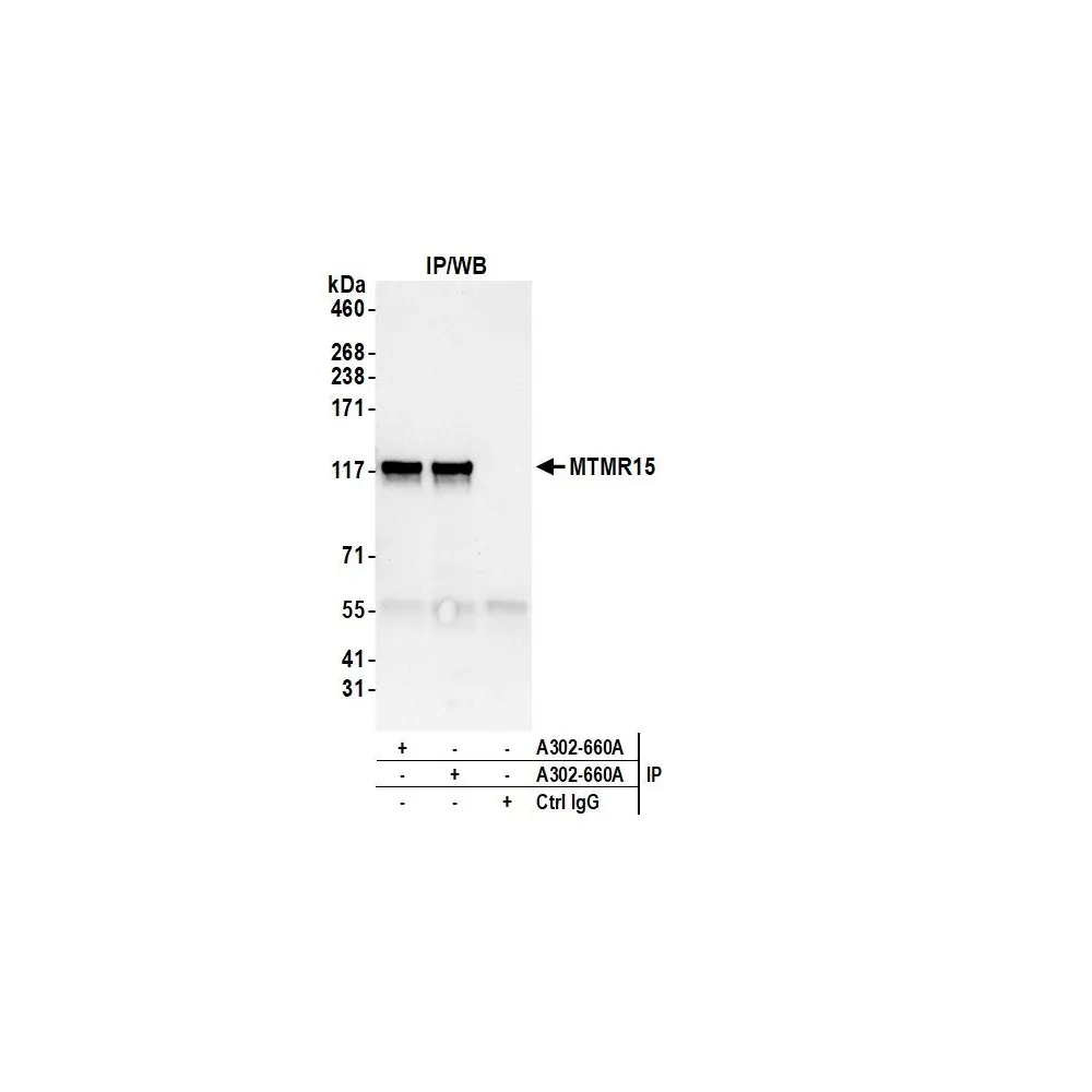 Rabbit anti-MTMR15 Antibody, Affinity Purified