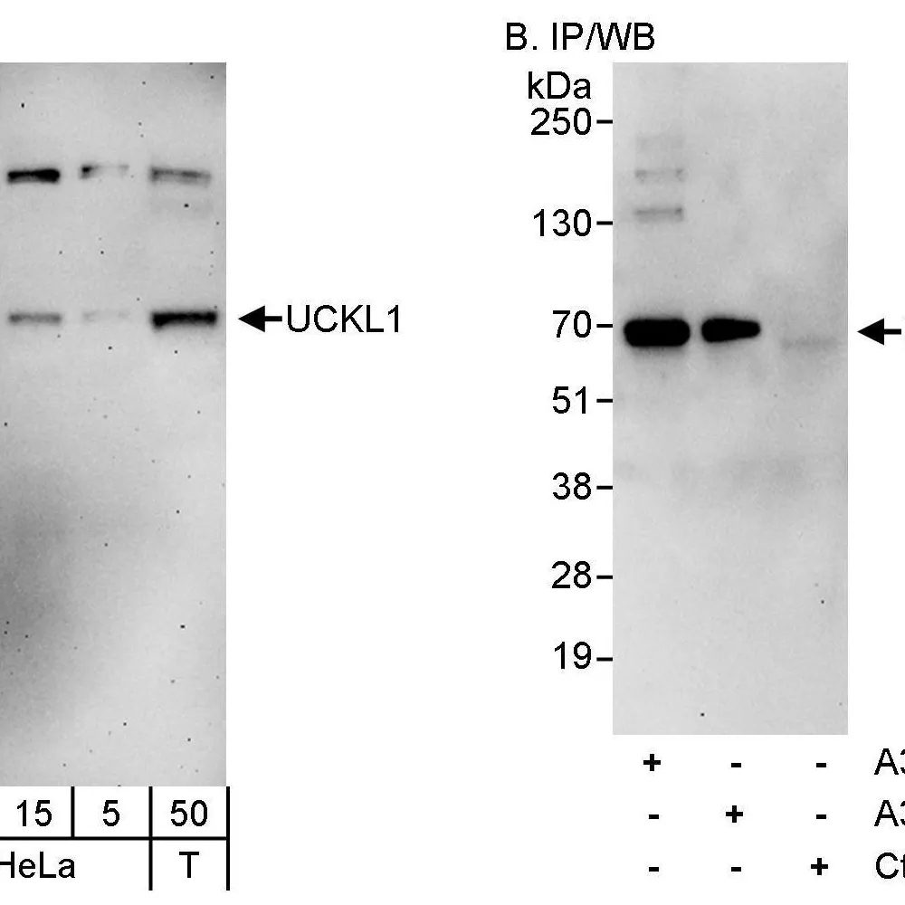 Rabbit anti-UCKL1 Antibody, Affinity Purified