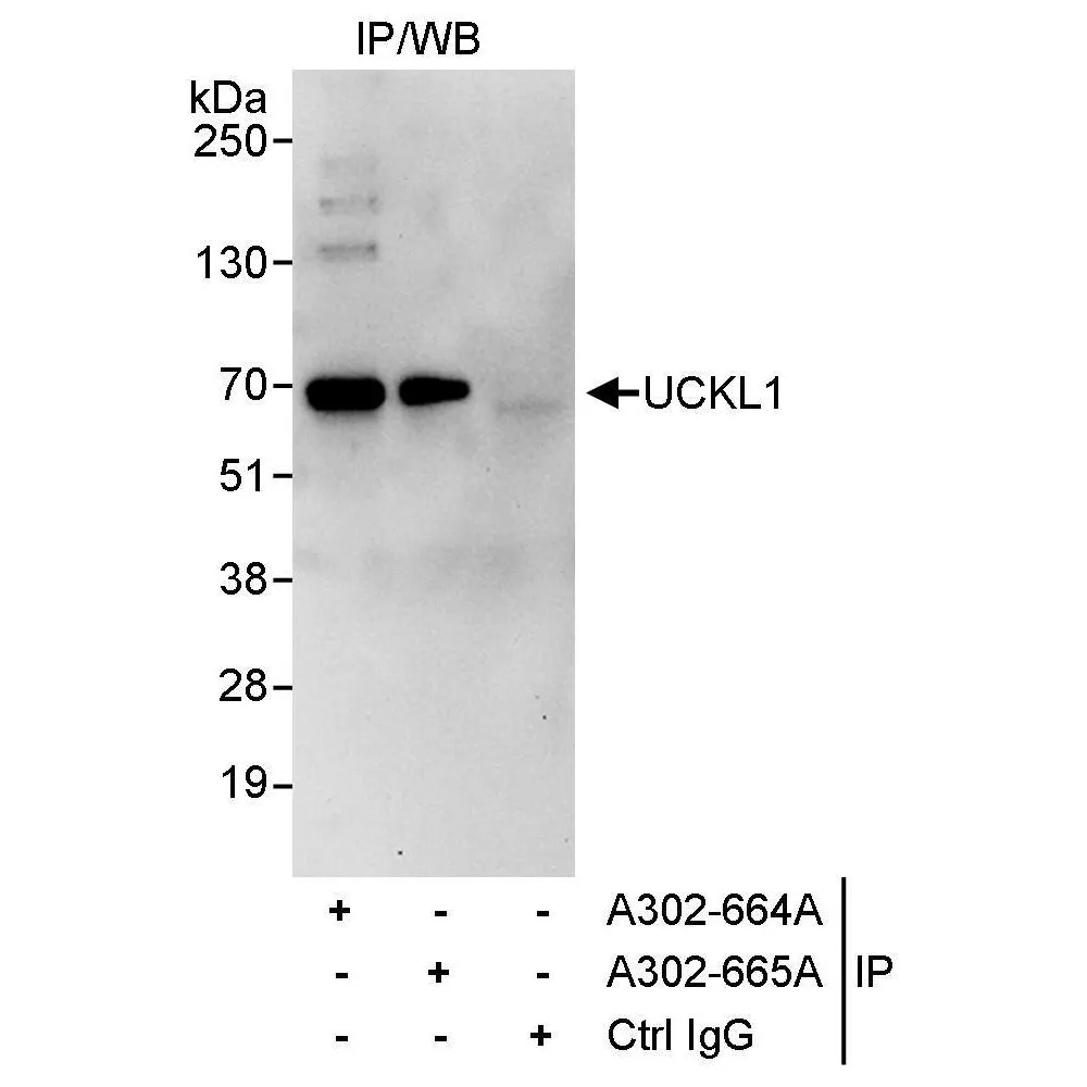 Rabbit anti-UCKL1 Antibody, Affinity Purified