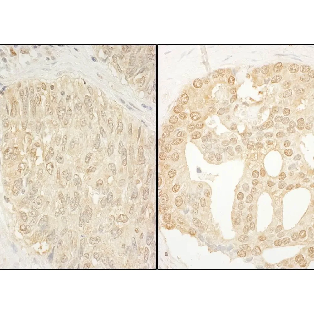 Rabbit anti-CaMKK alpha Antibody, Affinity Purified
