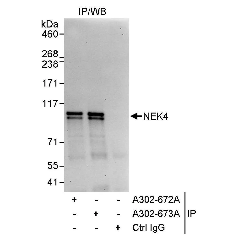 Rabbit anti-NEK4 Antibody, Affinity Purified