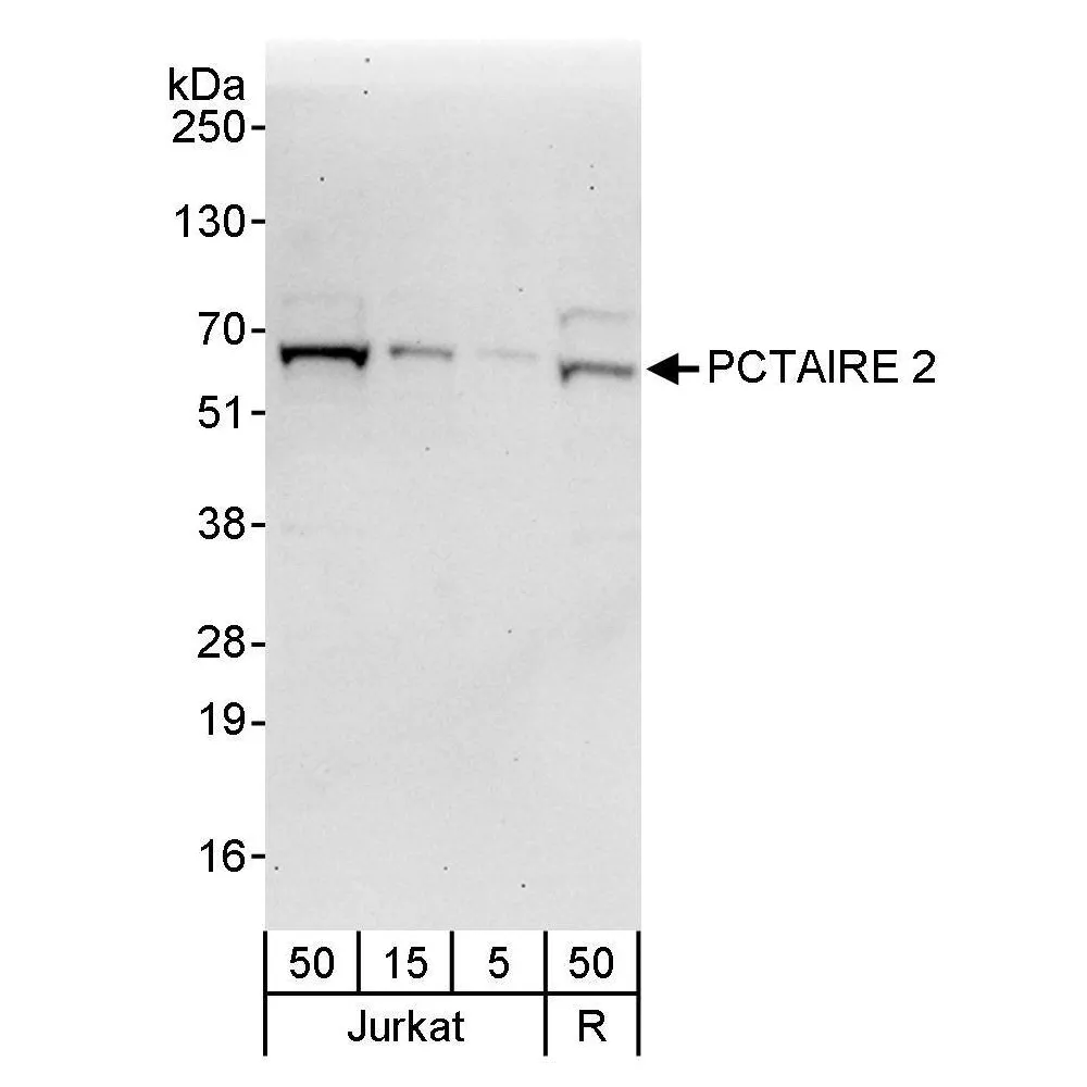 Rabbit anti-PCTAIRE 2 Antibody, Affinity Purified
