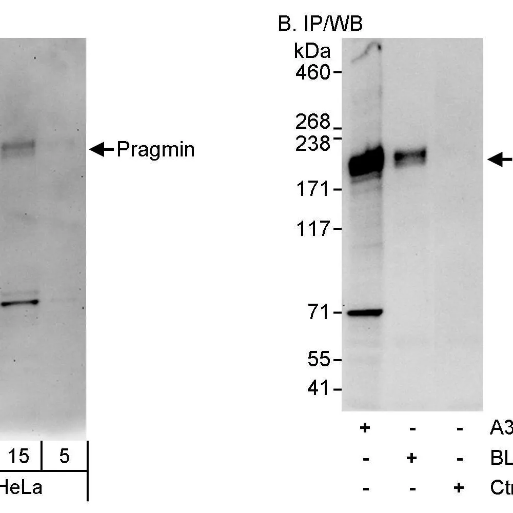 Rabbit anti-Pragmin Antibody, Affinity Purified
