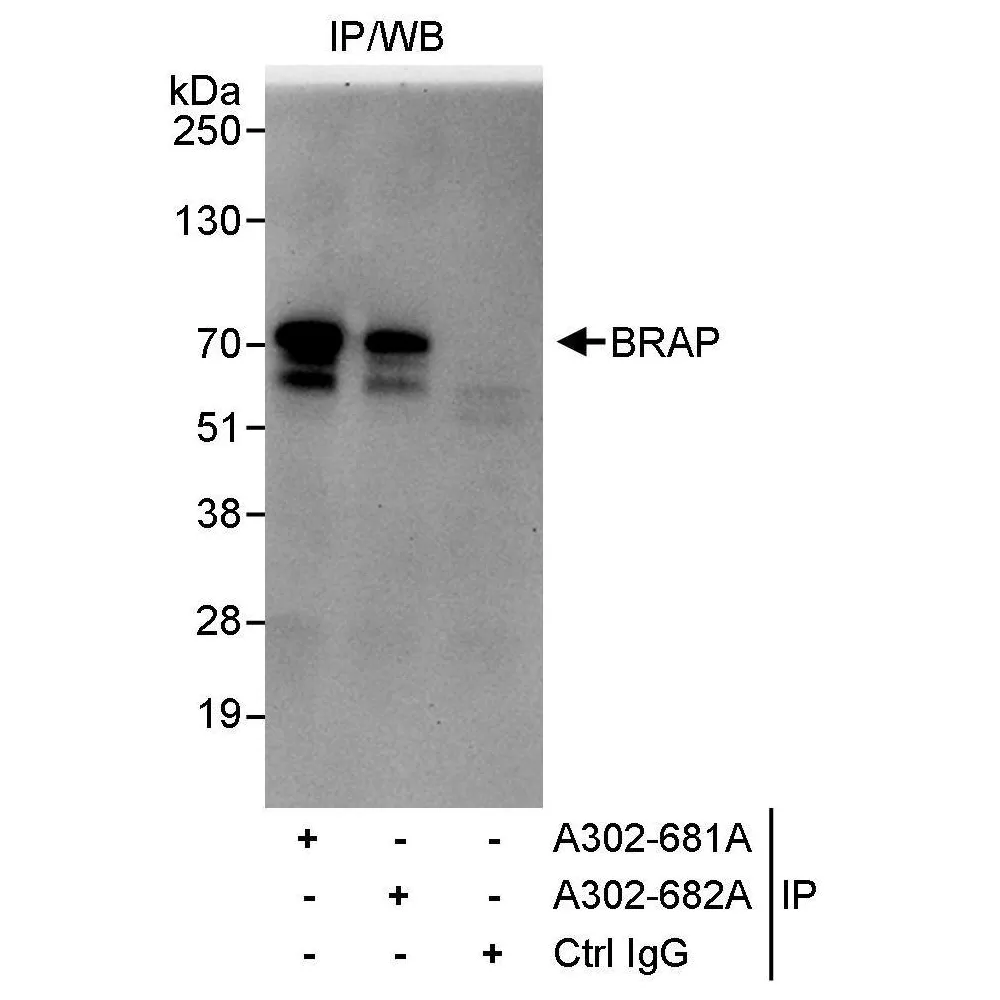 Rabbit anti-BRAP Antibody, Affinity Purified
