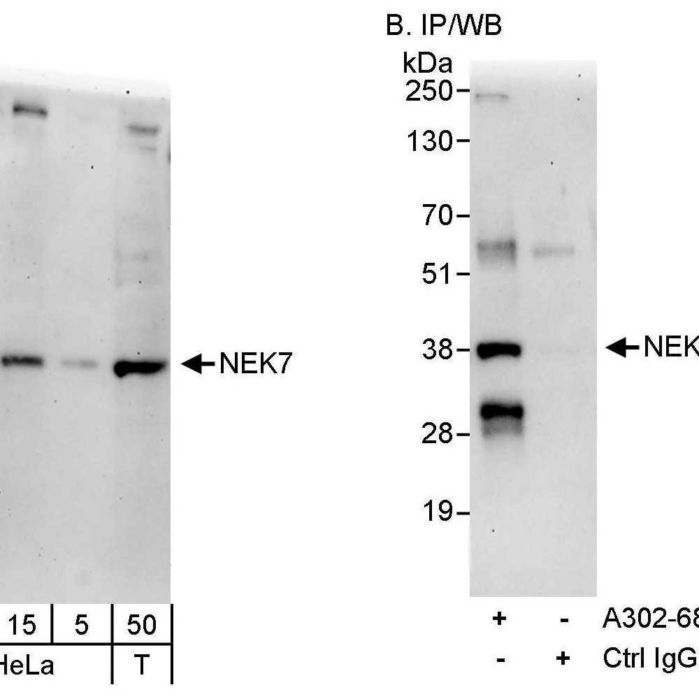 Rabbit anti-NEK7 Antibody, Affinity Purified
