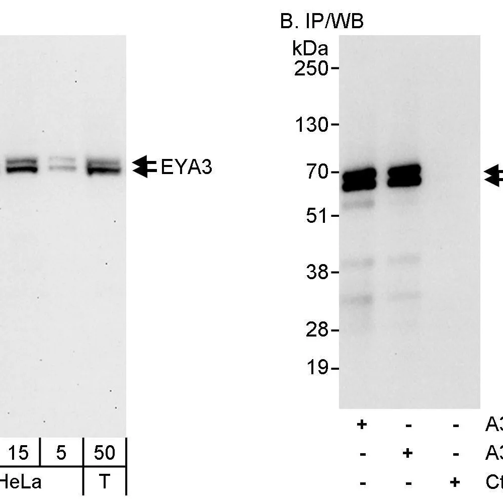 Rabbit anti-EYA3 Antibody, Affinity Purified