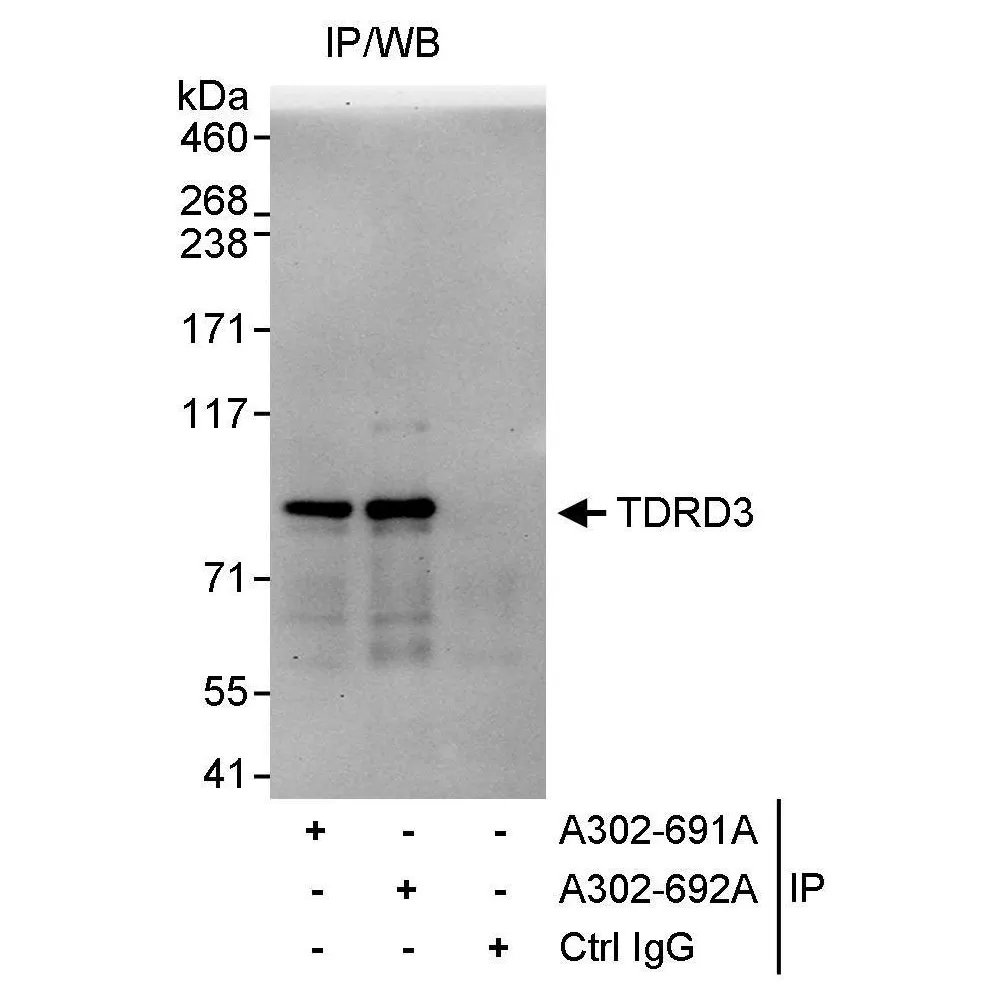 Rabbit anti-TDRD3 Antibody, Affinity Purified