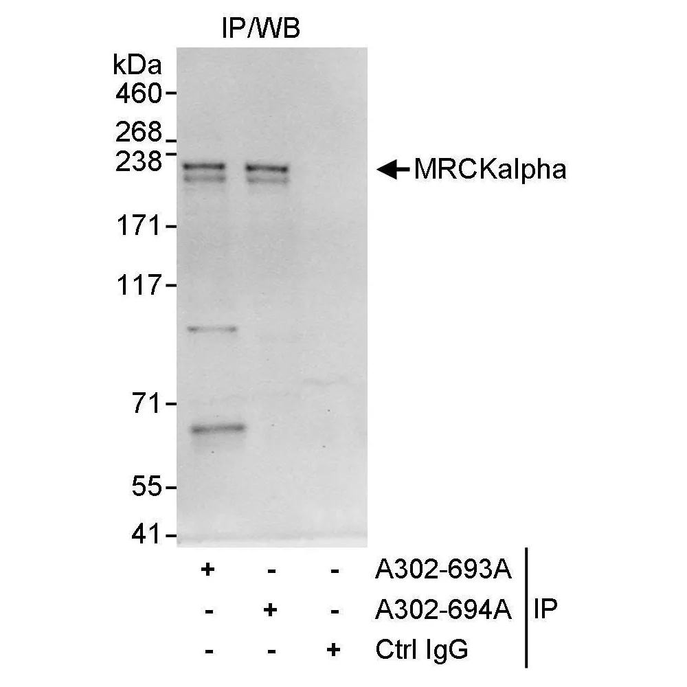 Rabbit anti-MRCKalpha Antibody, Affinity Purified