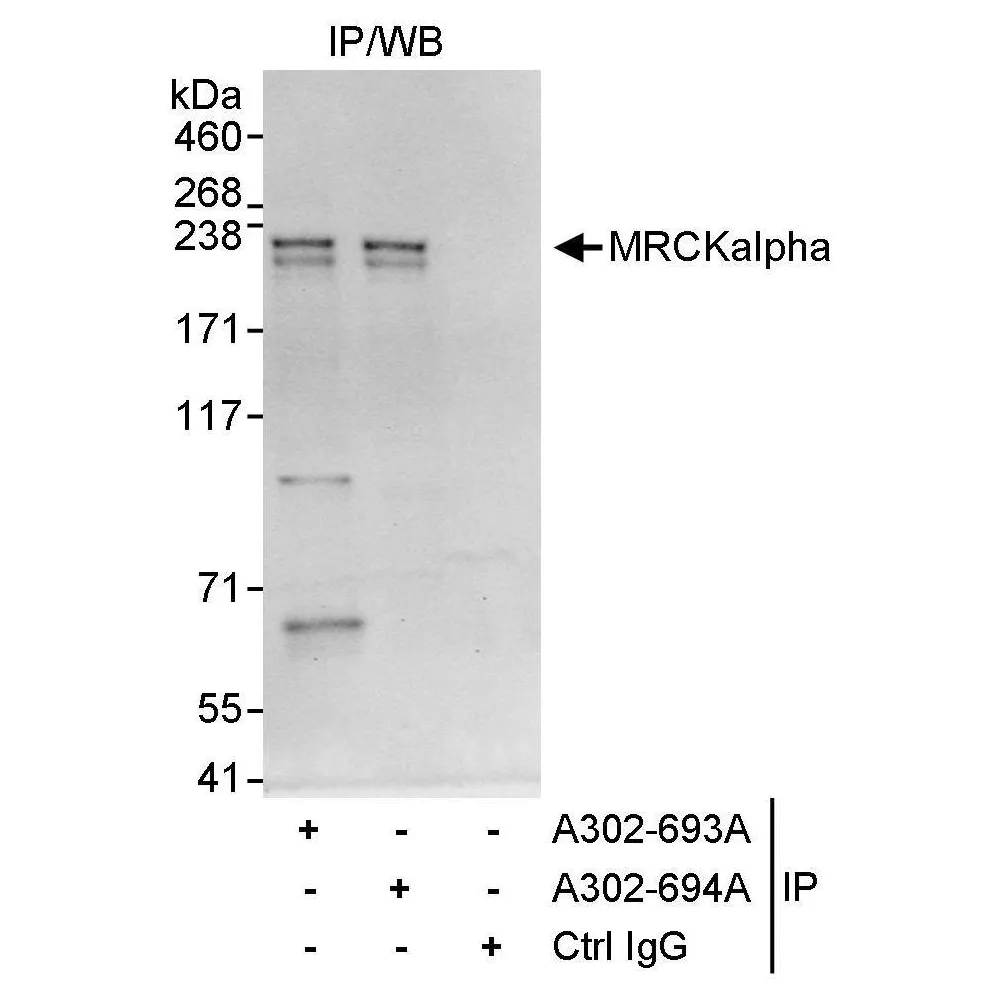 Rabbit anti-MRCKalpha Antibody, Affinity Purified