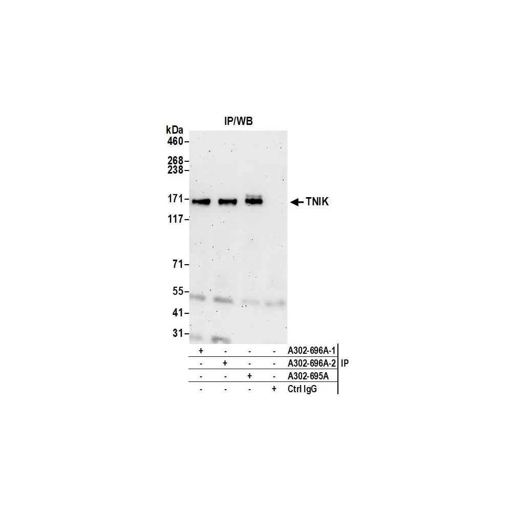 Rabbit anti-TNIK Antibody, Affinity Purified