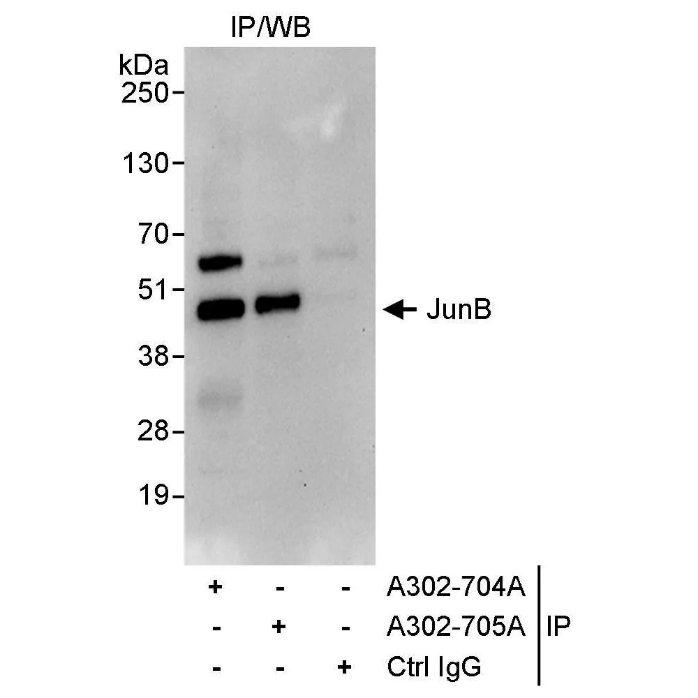 Rabbit anti-JunB Antibody, Affinity Purified