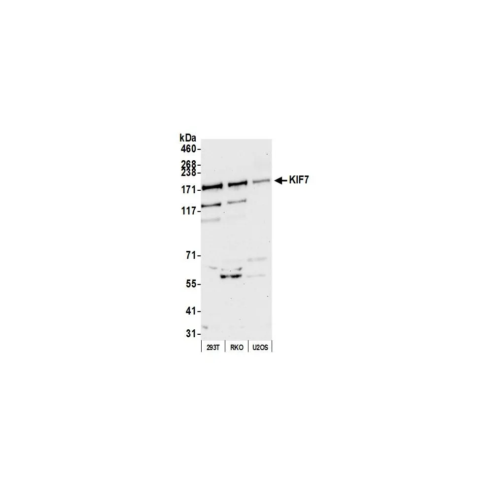 Rabbit anti-KIF7 Antibody, Affinity Purified