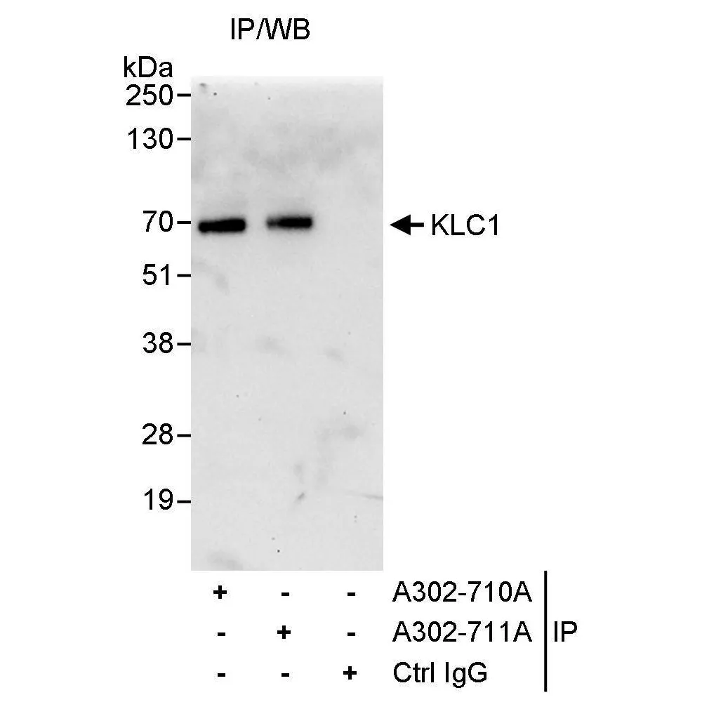 Rabbit anti-KLC1 Antibody, Affinity Purified