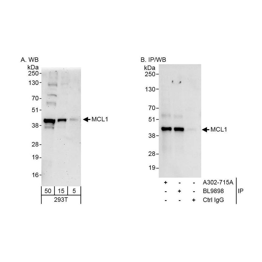 Rabbit anti-MCL1 Antibody, Affinity Purified