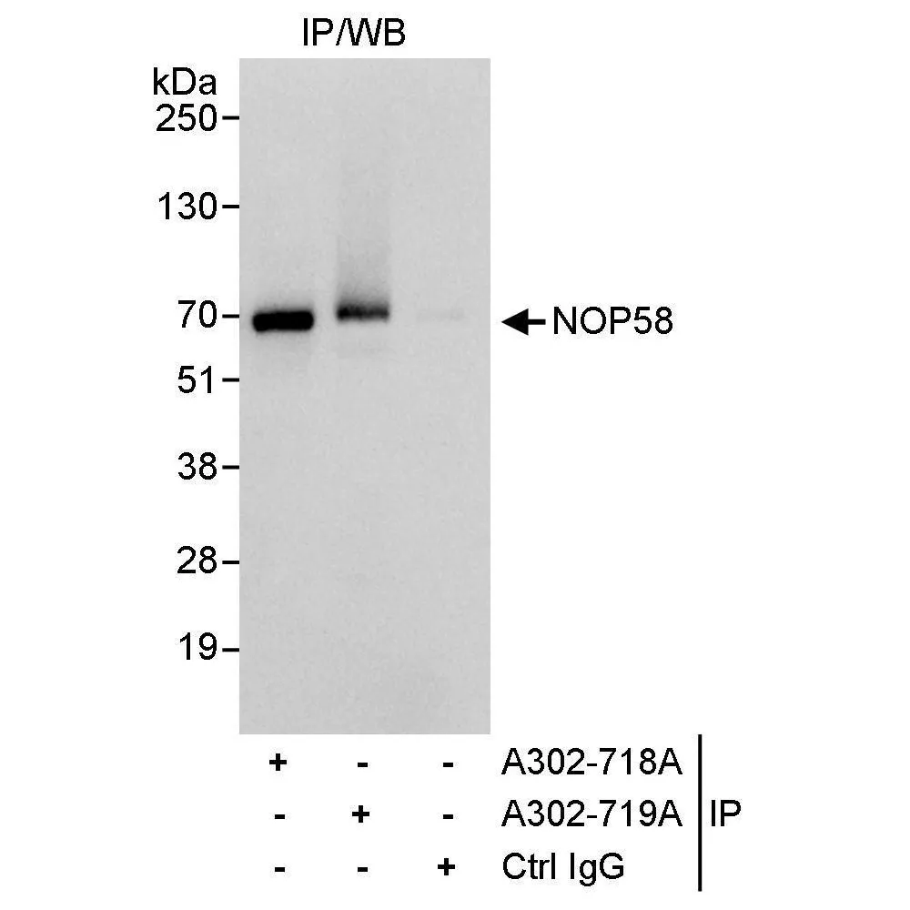 Rabbit anti-NOP58 Antibody, Affinity Purified