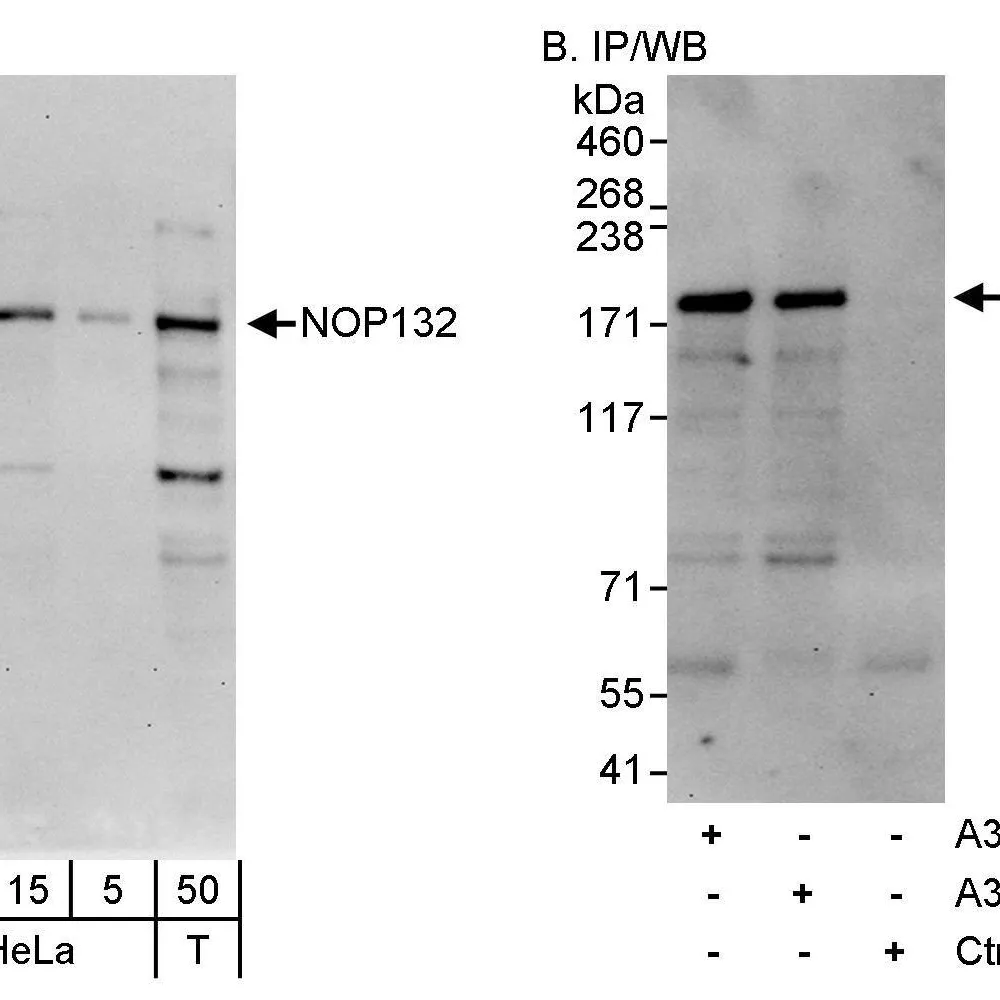 Rabbit anti-NOP132 Antibody, Affinity Purified