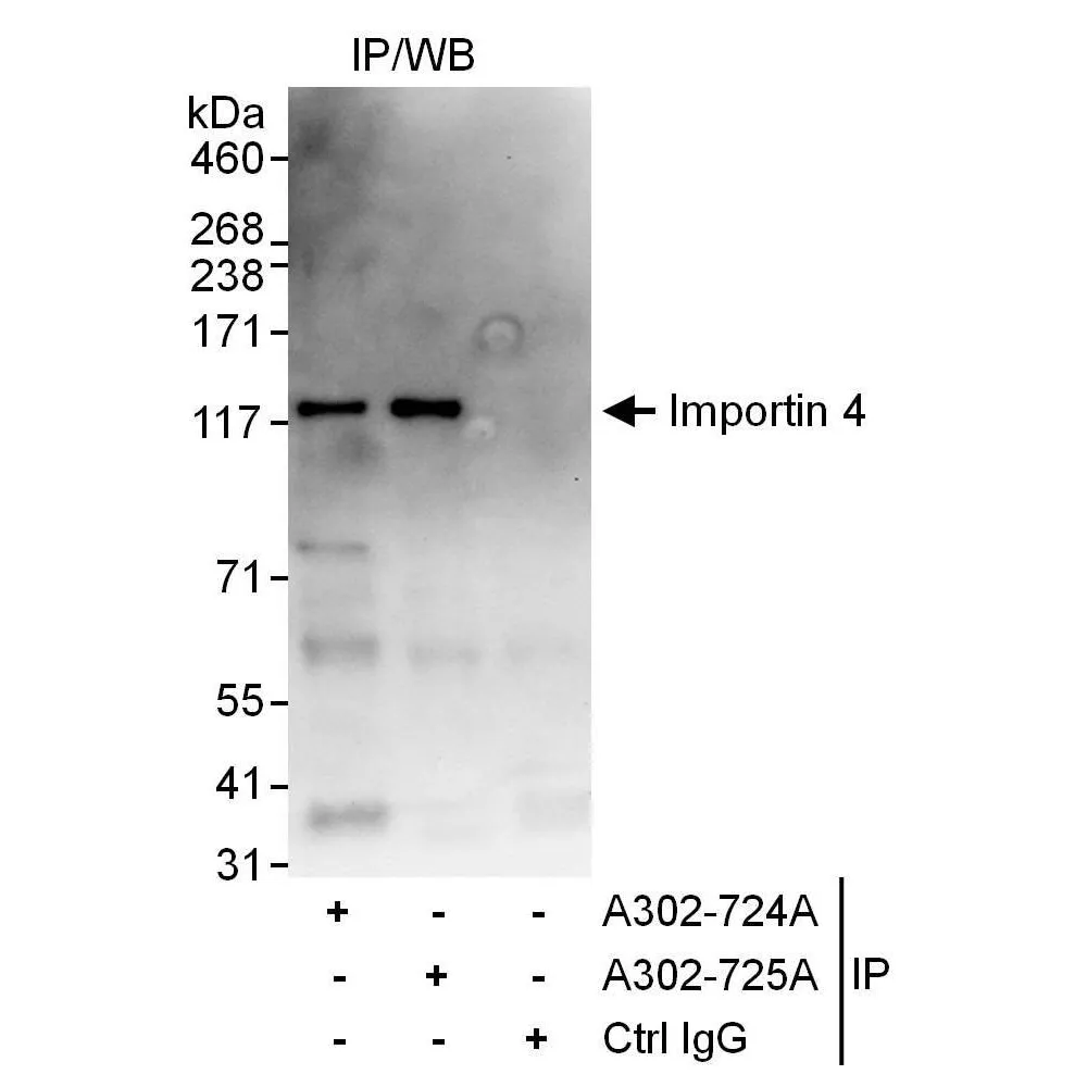 Rabbit anti-Importin 4 Antibody, Affinity Purified