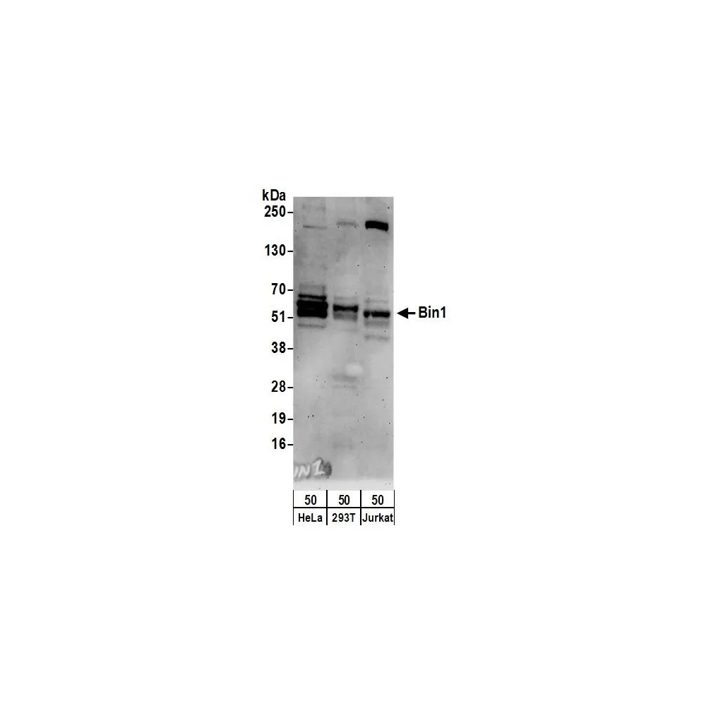 Rabbit anti-Bin1 Antibody, Affinity Purified