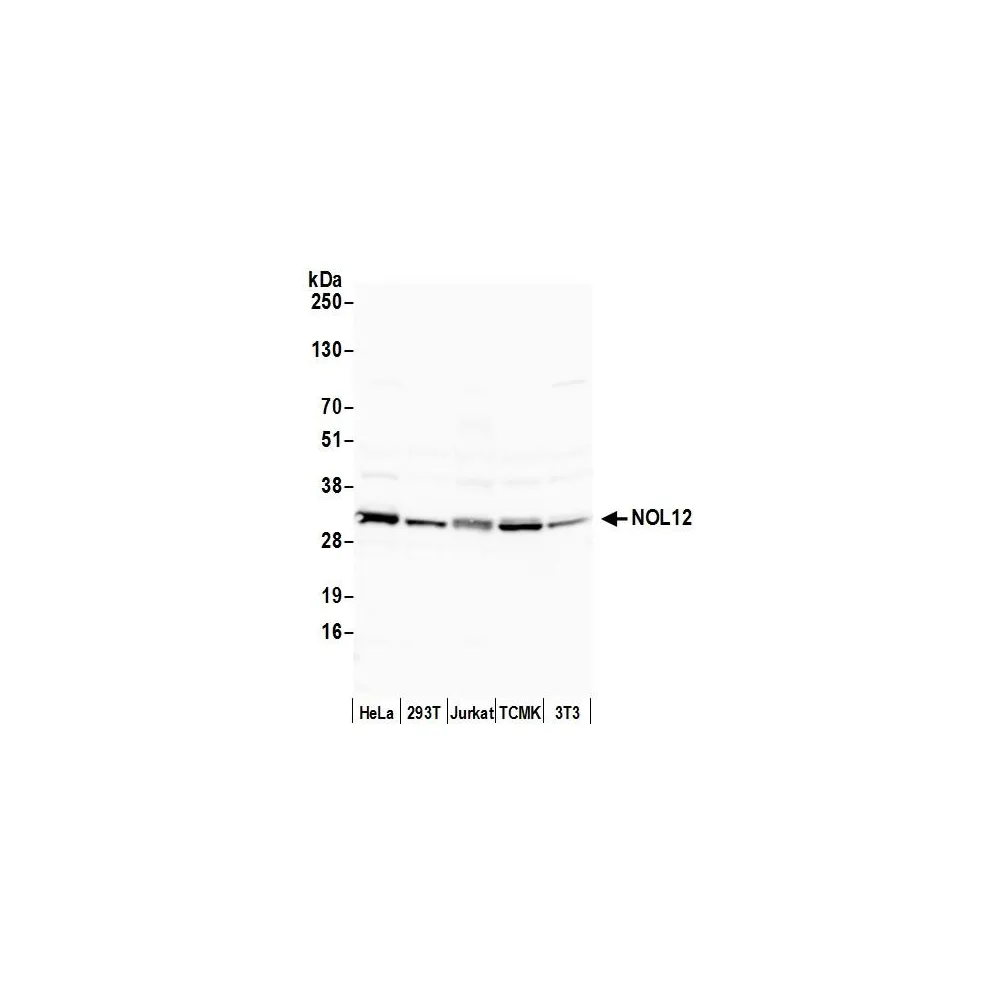 Rabbit anti-NOL12 Antibody, Affinity Purified