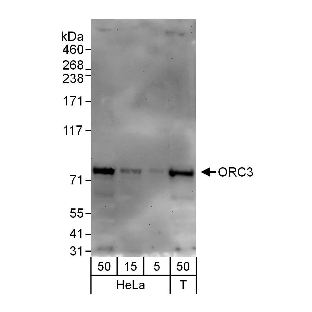 Rabbit anti-ORC3 Antibody, Affinity Purified