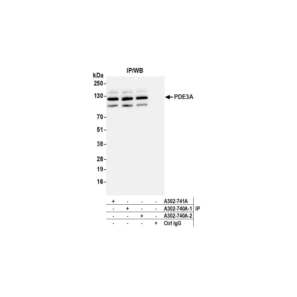 Rabbit anti-PDE3A Antibody, Affinity Purified