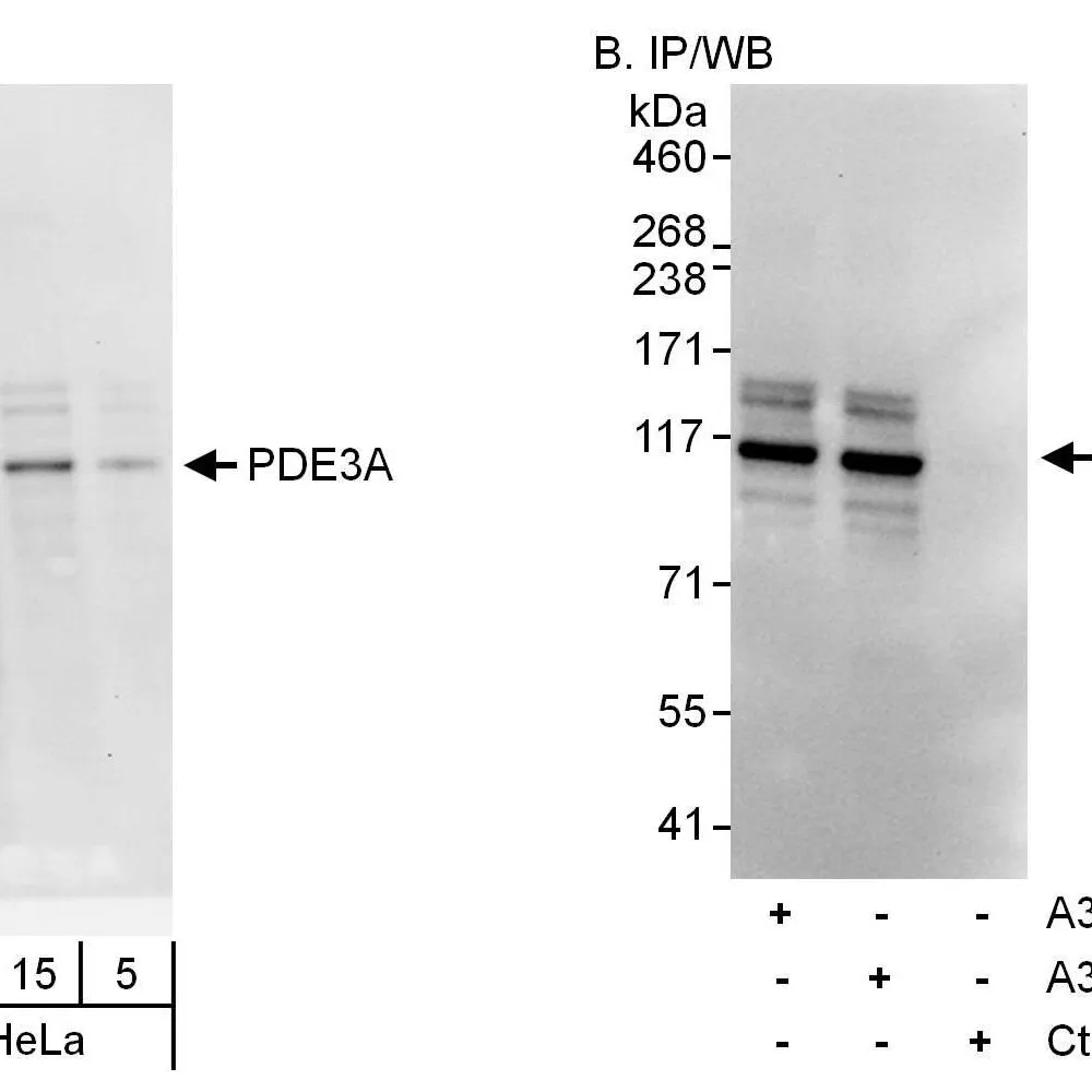 Rabbit anti-PDE3A Antibody, Affinity Purified