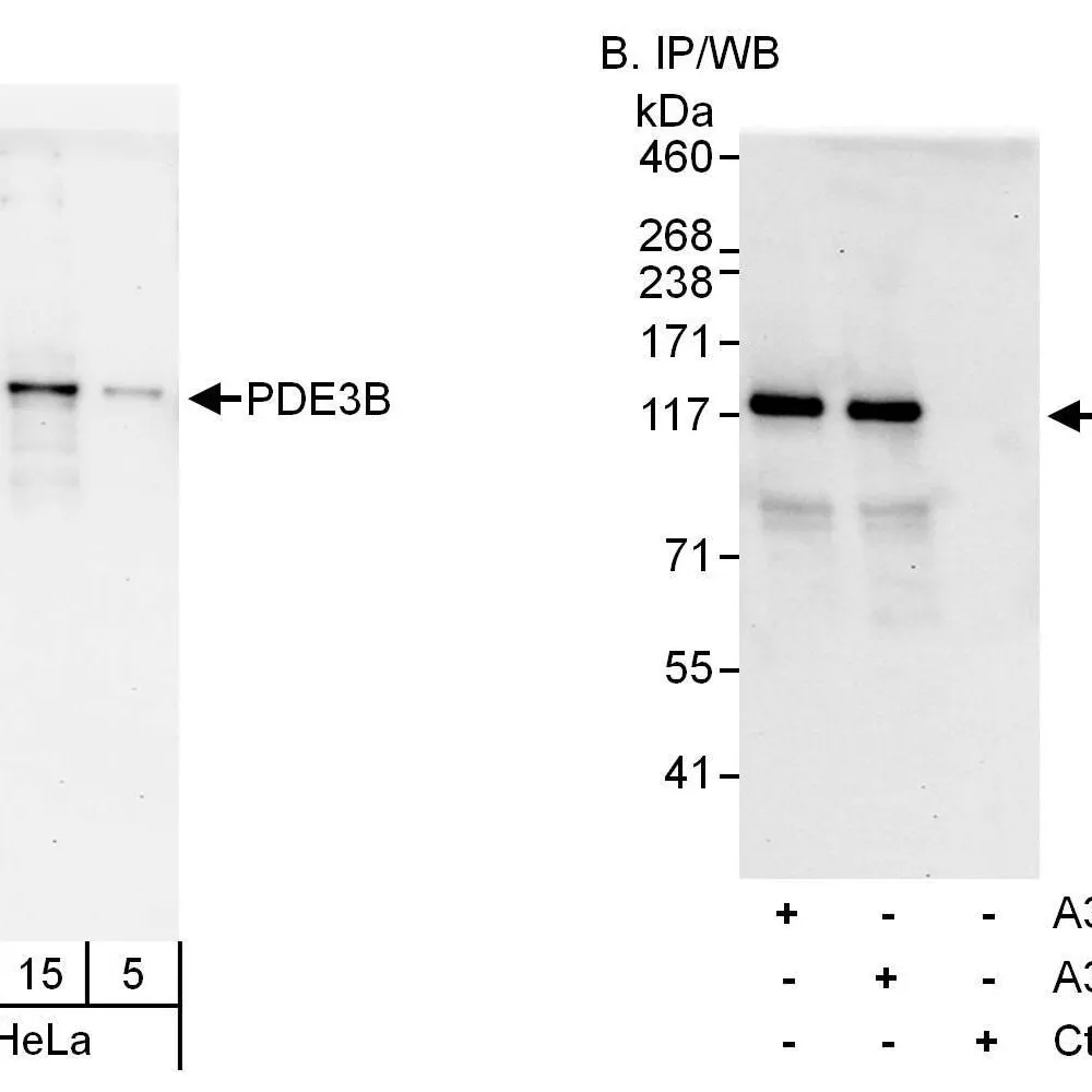 Rabbit anti-PDE3B Antibody, Affinity Purified